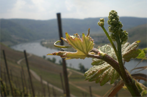 Blick auf die Mosel mit Weinlaub davor